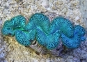 Maricultured Ultra Tridacna Maxima Clam