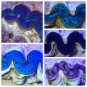 Maricultured Ultra Tridacna Maxima Clam