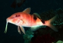 Manybar Goatfish - Parupeneus multifasciatus
