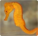Tank Raised Orange/Yellow Seahorse