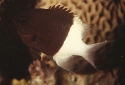 Bicolor Chromis Damsel - Chromis dimidiata