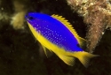 Fiji Blue Devil Damselfish - Chrysiptera taupou