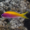 Evansi Anthias - Pseudanthias evansi