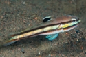 Railway Sleeper Goby - Valenciennea helsdingenii