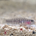Captive Bred Tiger Goby (Elacatinus macrodon)