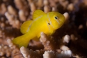 Clown Goby - Gobiodon sp.