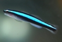 Captive Bred Blue Neon Goby (Elacatinus oceanops)