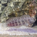 Sailfin Algae Blenny - Salarias fasciatus