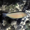 Smith's Blenny - Meiacanthus smithi