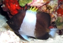 Zoster Butterflyfish - Hemitaurichthys zoster