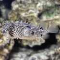 Spiny Box Puffer - Chilomycterus schoepfi