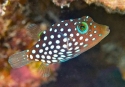 Spotted Puffer - Canthigaster jactator
