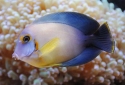 Chocolate Tang - Acanthurus pyroferus