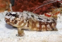 Chinstrap Jawfish - Opistognathus sp