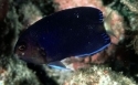 Royal Blue Pygmy