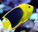 Rock Beauty Angelfish - Holacanthus tricolor 