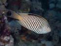 Spotbreast Angelfish - Genicanthus melanospilos