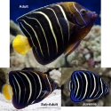 Chrysurus Angelfish - Pomacanthus chrysurus