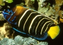 Chrysurus Angelfish - Pomacanthus chrysurus