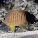 Eibli's Angelfish - Centropyge eibli 
