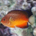 Rusty Angelfish (Centropyge ferrugata)