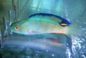 Black Fin Fairy Wrasse - Cirrhilabrus melanomarginatus