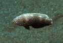 Black Leopard Wrasse - Macropharyngodon negrosensis