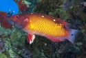 Red Diana Hogfish - Bodianus diana