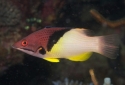 Coral Hogfish - Bodianus mesothorax