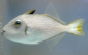 Blue Throat Triggerfish - Xanthichthys auromarginatus