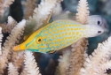 Orange Spot Filefish - Oxymonacanthus longirostris