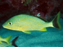 Bluestriped Grunt, Haemulon sciurus