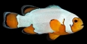 Captive Bred Snowflake Clownfish (Amphiprion ocellaris) 