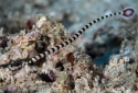 Banded Pipefish - Doriorhamphus dactyliophorus
