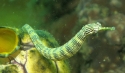 Dragonface Pipefish - Corythoichthys haematopterus 