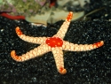 Red / Pink Tile Star; I.O. - Fromia sp.