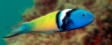 Bluehead Wrasse - Thalassoma bifasciatum 