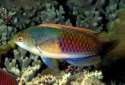 Bluehead Fairy Wrasse - Cirrhilabrus cyanopleura