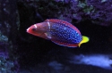 Red Coris Wrasse - Coris gaimard