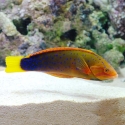 Red Coris Wrasse - Coris gaimard