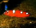 Red Coris Wrasse - Coris gaimard
