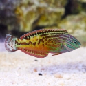 Blue Star Leopard Wrasse - Macropharyngodon bipartitus