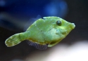 Aiptasia Eating File - Acreichthys tomentosus
