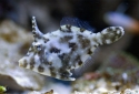 Matted Filefish - Acreichthys tomentosus