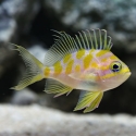 Blotched Anthias - Odontanthias borbonius