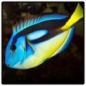 Yellow Belly Regal Blue Tang - Paracanthurus hepatus var.