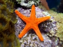 Fromia Starfish - Fromia sp.