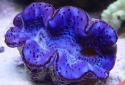 Maxima Clam - Tridacna maxima