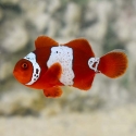 Captive Bred Lightning Maroon Clownfish (Premnas biaculeatus)