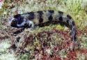 Barnacle Blenny - Acanthemblemaria Balanorum